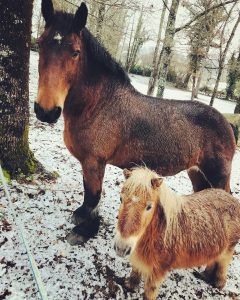Poneys dans un parc naturel de la ferme pédagogique Les Minis Pattes lors d’une rencontre avec les animaux pour enfants et familles