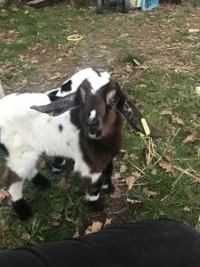 Chevreau nain blanc et marron observant les visiteurs à la ferme pédagogique Les Minis Pattes animation enfants écoles crèches EHPAD structures handicapés