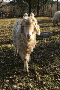 Mouton marchant librement dans un espace naturel de la ferme pédagogique