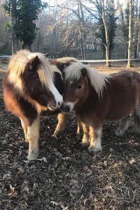 Poneys en liberté à la ferme pédagogique Les Minis Pattes