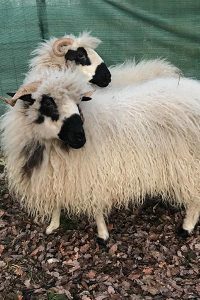 Deux brebis de la ferme pédagogique Les Minis Pattes lors d’une animation animale pour enfants familles écoles et structures spécialisées
