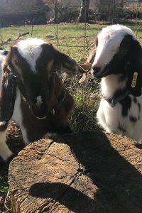 Biquettes de la ferme pédagogique Les Minis Pattes