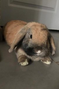 Lapin nain de la ferme pédagogique Les Minis Pattes dans le Lot en médiation animale