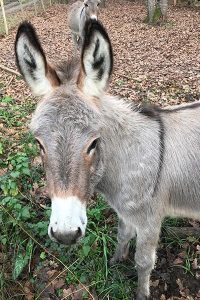 Âne de la ferme pédagogique Les Minis Pattes dans le Lot au cœur de la nature