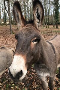 Âne de la ferme pédagogique Les Minis Pattes dans le Lot