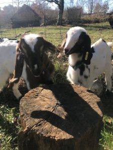 Chèvres de la ferme pédagogique Les Minis Pattes à Cazals dans le Lot