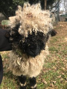 Mouton aux poils frisés de la ferme pédagogique Les Minis Pattes dans le Lot