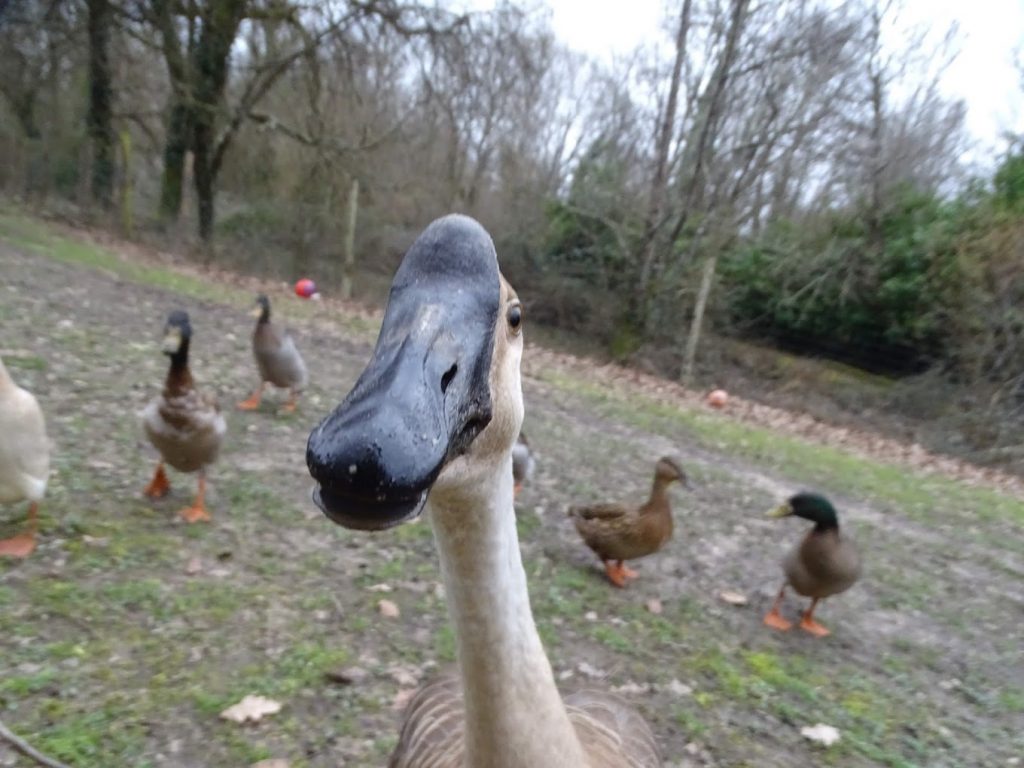 Oie de la ferme pédagogique Les Minis Pattes à Cazals