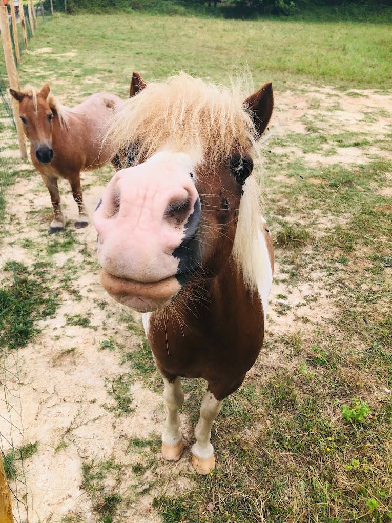 Poney de la ferme pédagogique Les Minis Pattes à Cazals