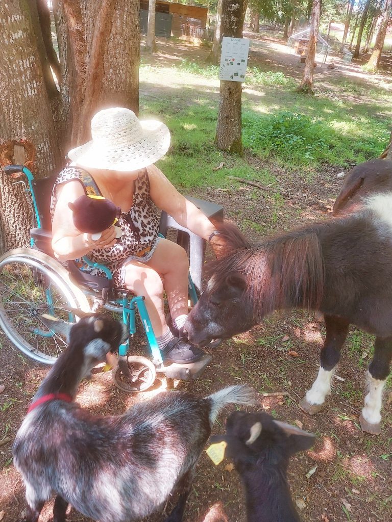 Personne en fauteuil roulant nourrissant des chèvres et un poney lors d’une activité de médiation animale en pleine nature, dans une ferme pédagogique.