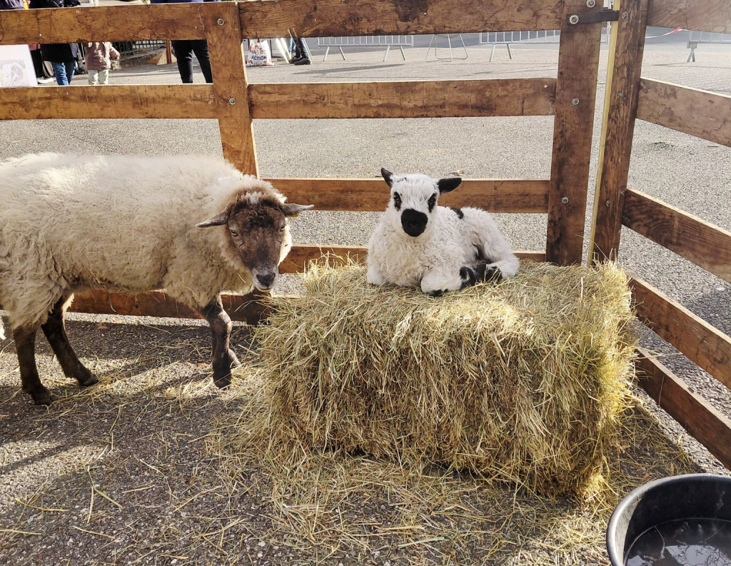 Animaux de la ferme présentés lors d’une animation pédagogique avec un mouton et son agneau dans un enclos sécurisé.